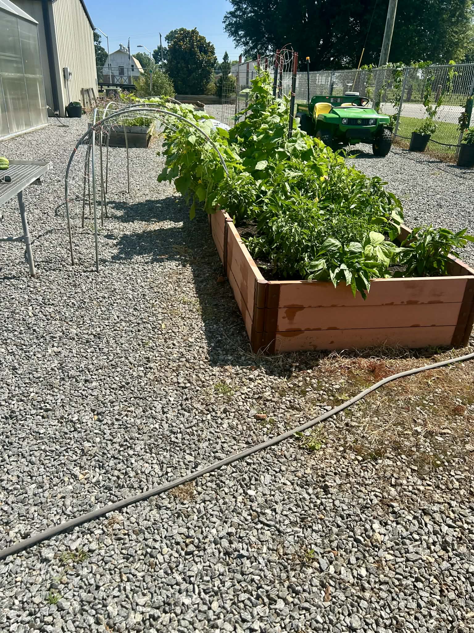 Thriving raised bed vegetable garden in Pittsburgh with tomatoes and basil — GardenSoon community garden design
